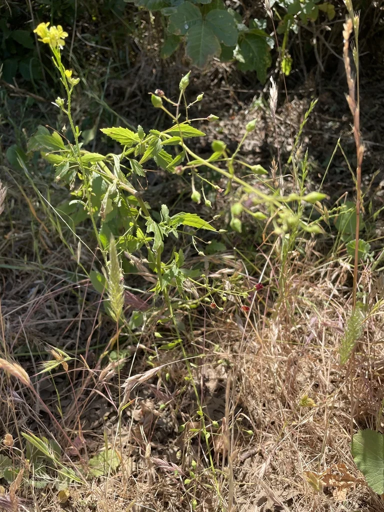 Scrophularia Californica