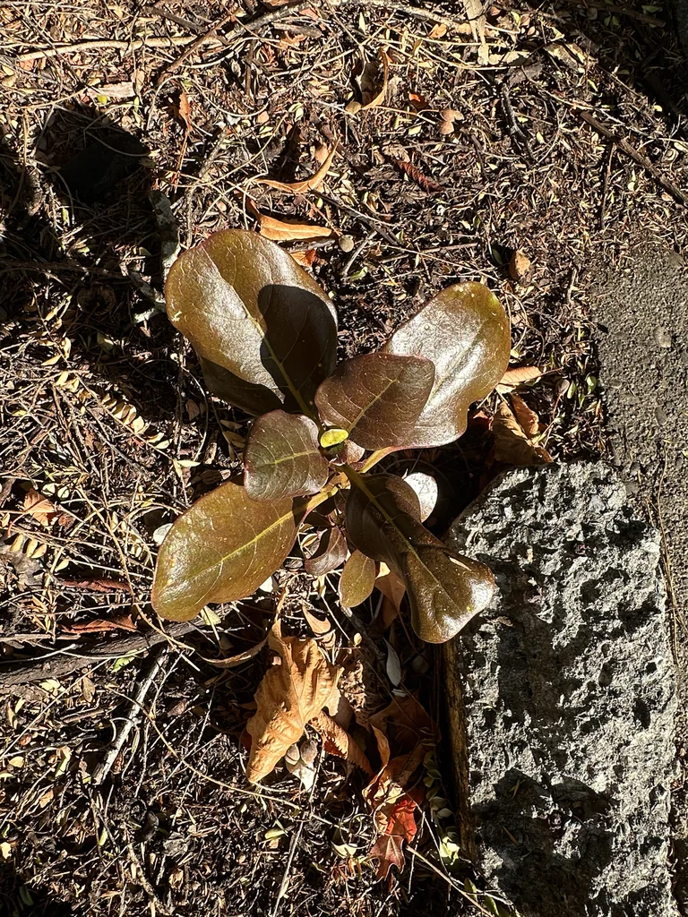 Coprosma repens