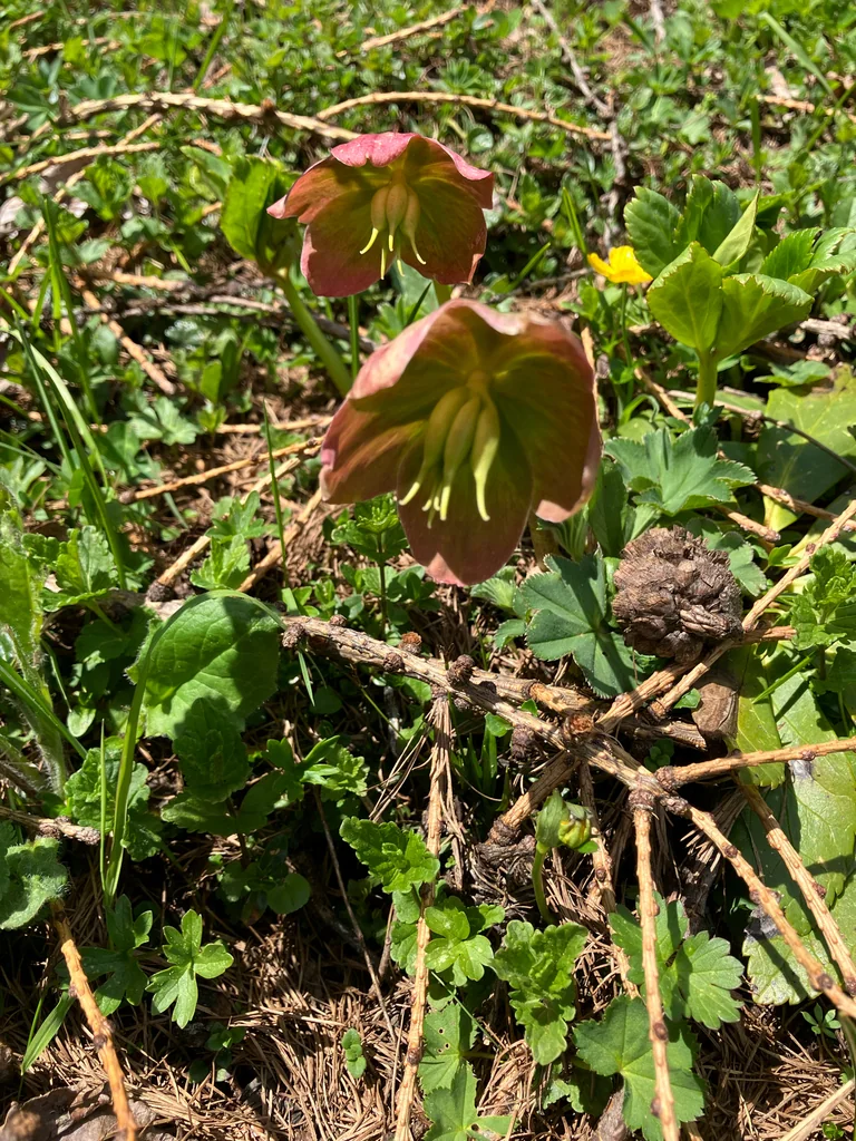 Helleborus Niger