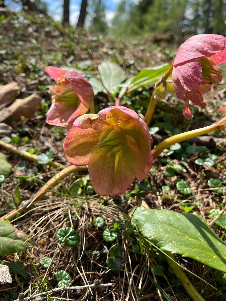 Helleborus Niger