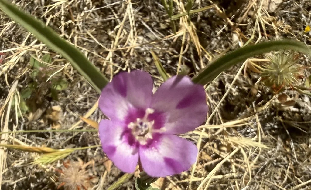 Clarkia Purpurea