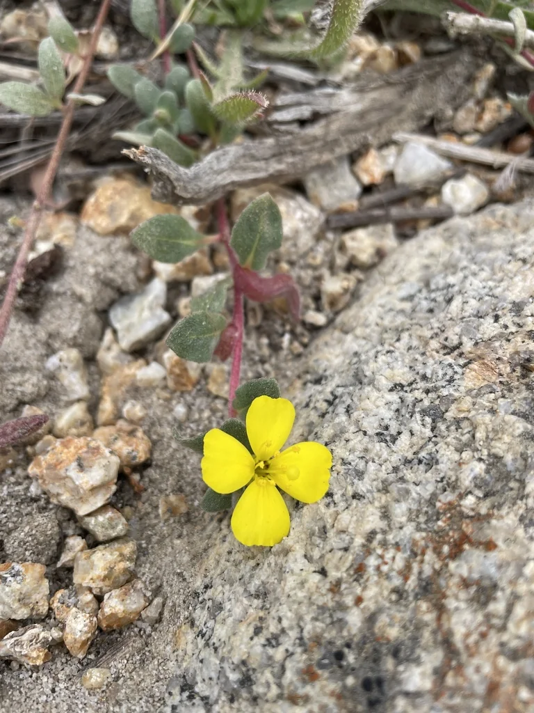 Camissonia Cheiranthifolia