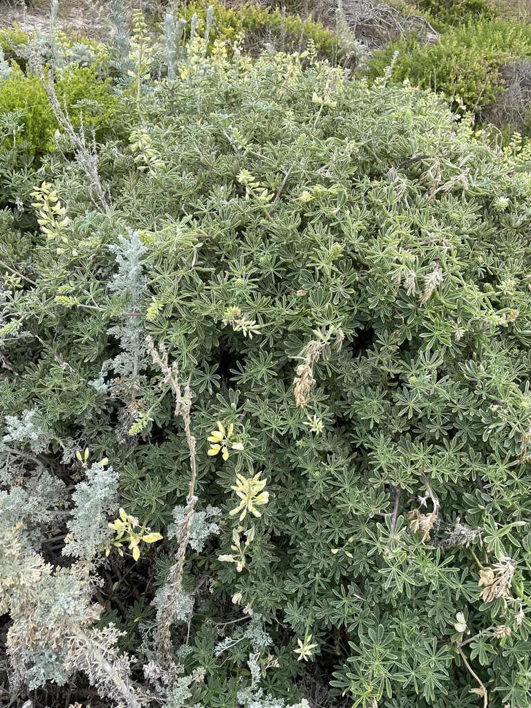 Lupinus Arboreus