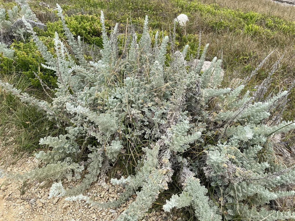 Artemisia Pycnocephala