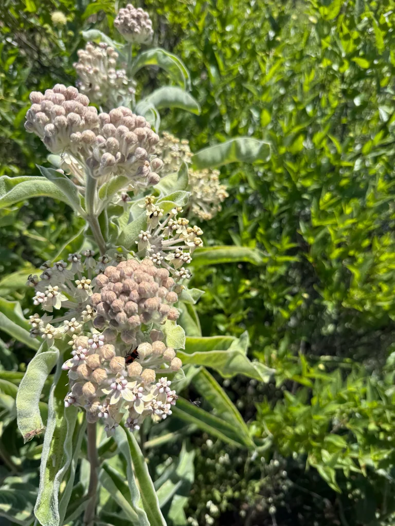 Asclepias Eriocarpa