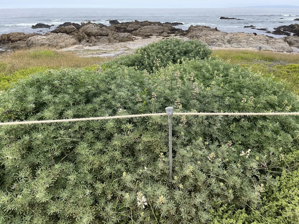 Lupinus Arboreus