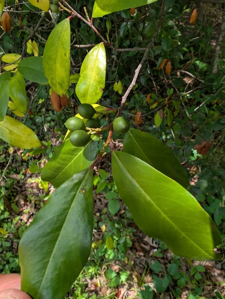 Prunus Caroliniana