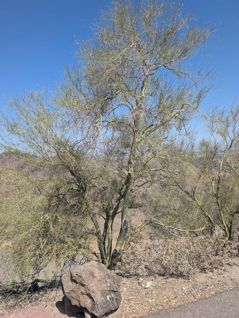 Parkinsonia Microphylla