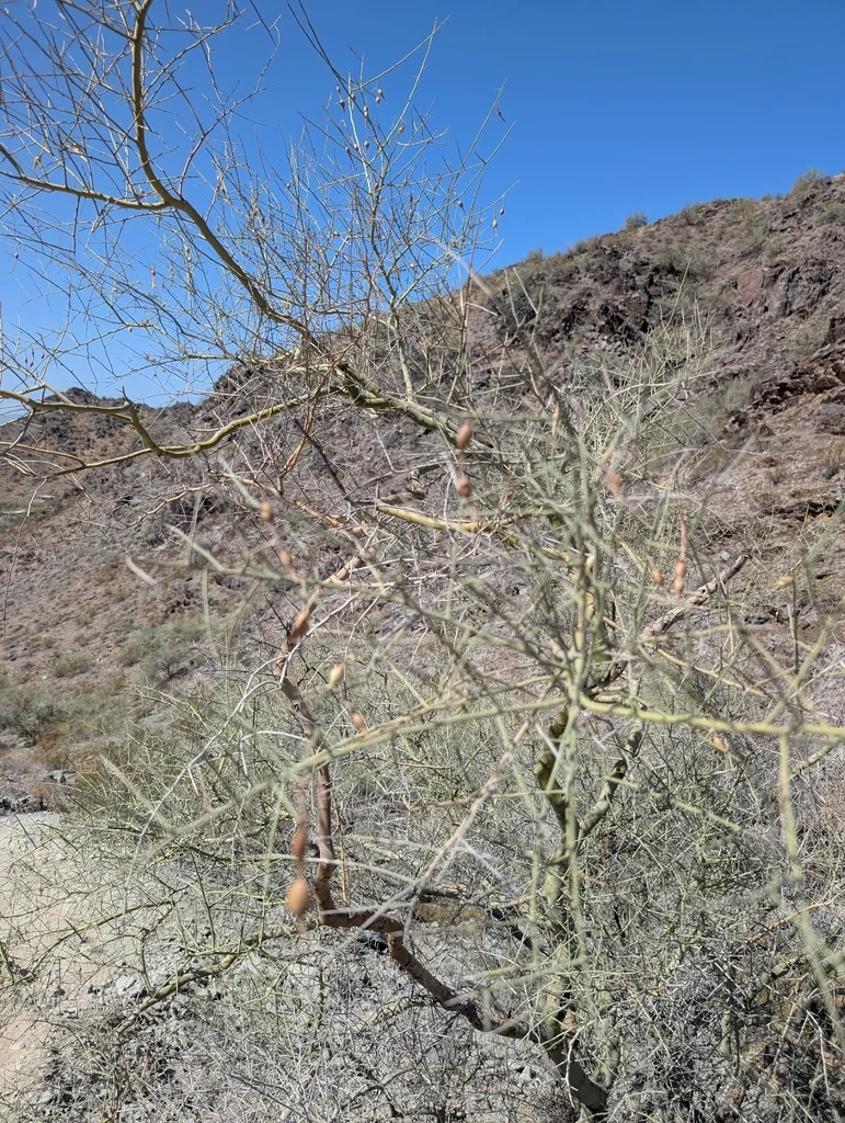 Parkinsonia Microphylla