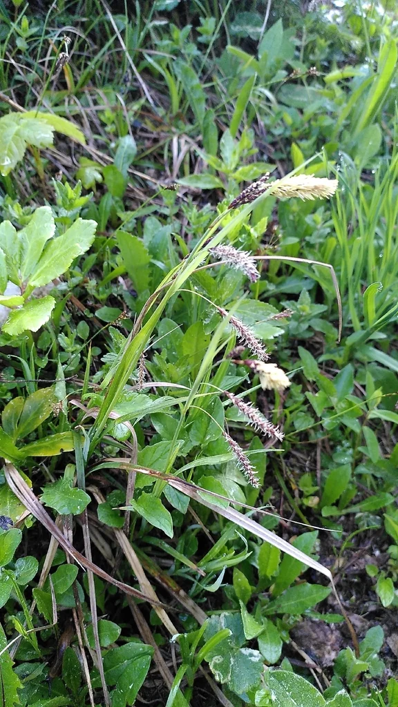 Carex Flacca
