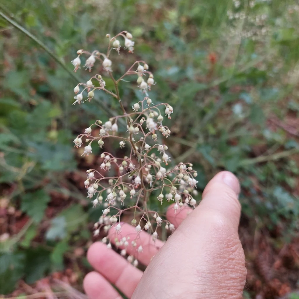 Heuchera Micrantha