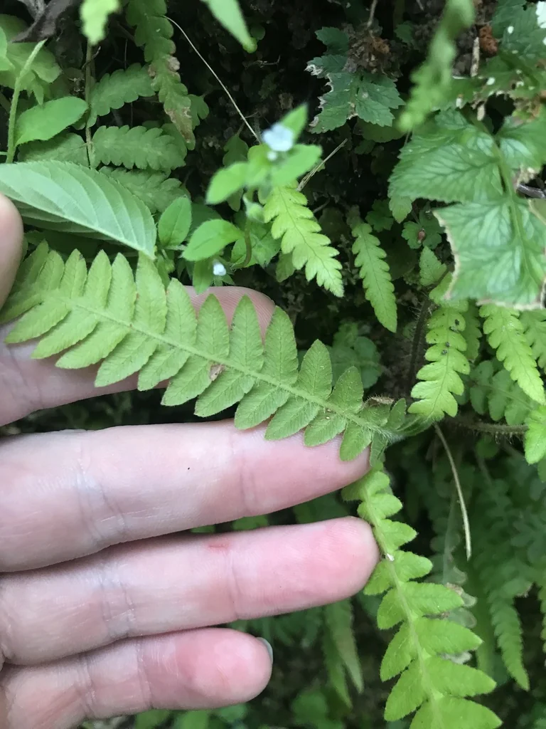 Thelypteris Decursive-Pinnata