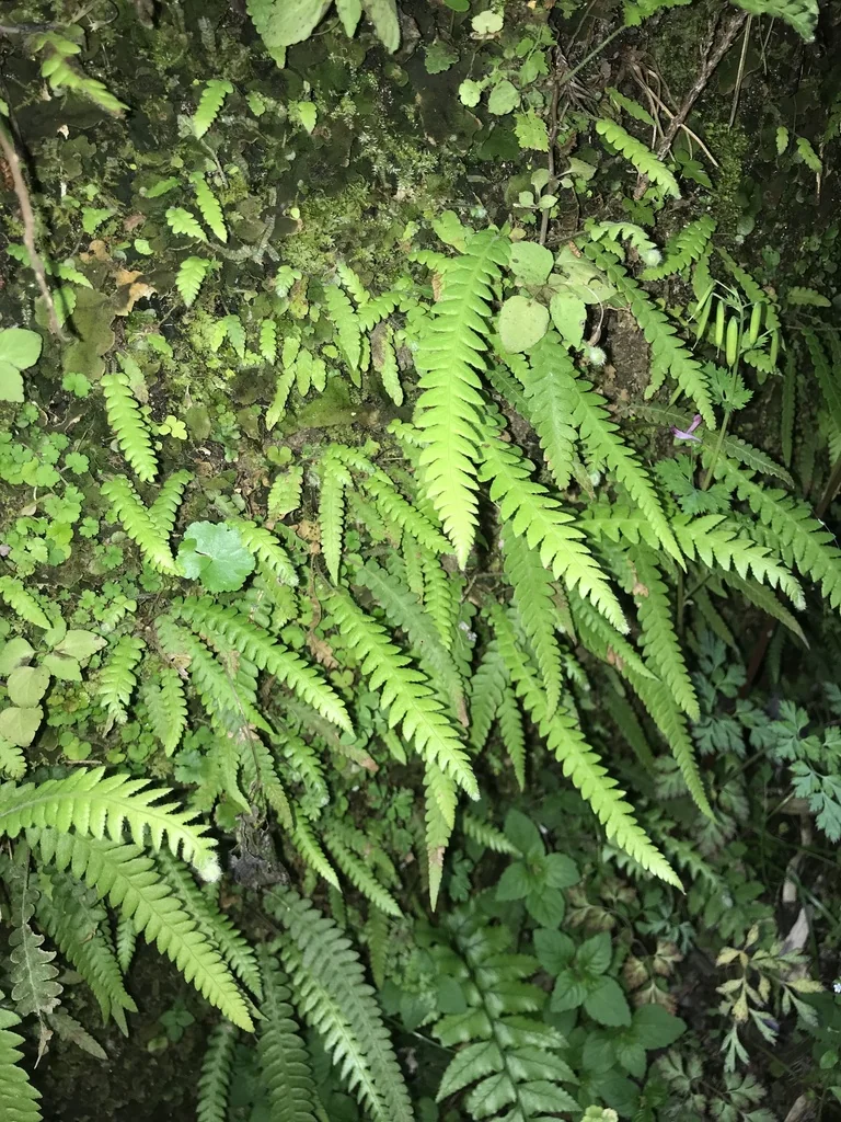 Thelypteris Decursive-Pinnata