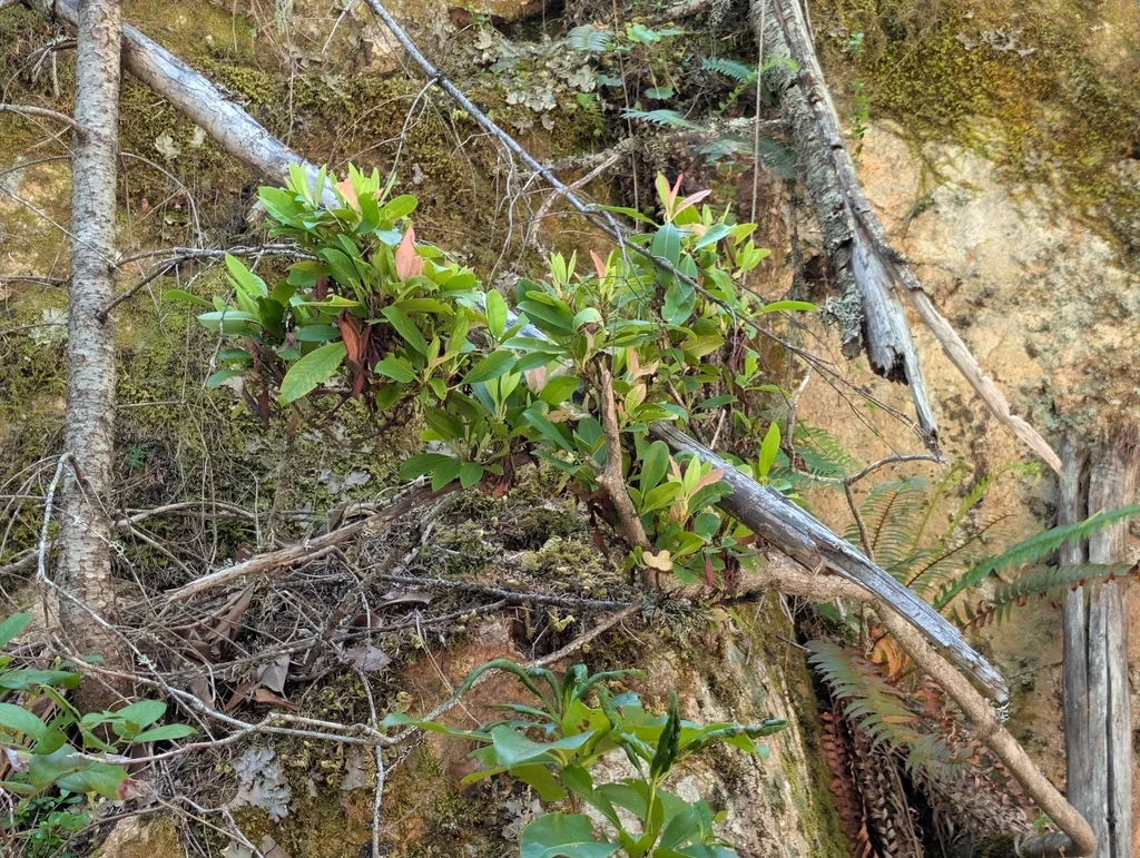 Rhododendron Macrophyllum