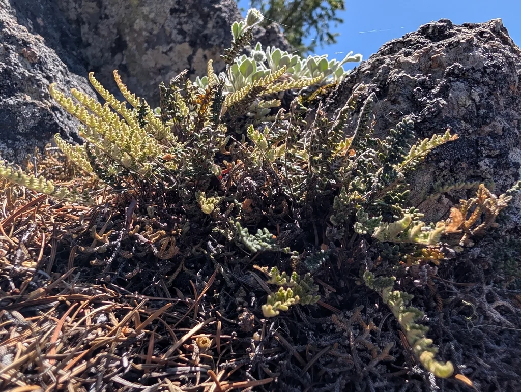Myriopteris Covillei