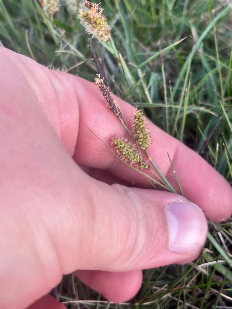 Carex Flacca