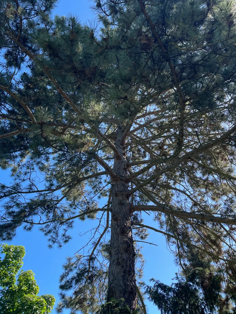 Pinus nigra