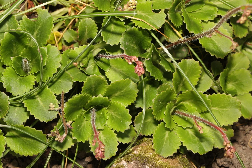 Saxifraga X Urbium