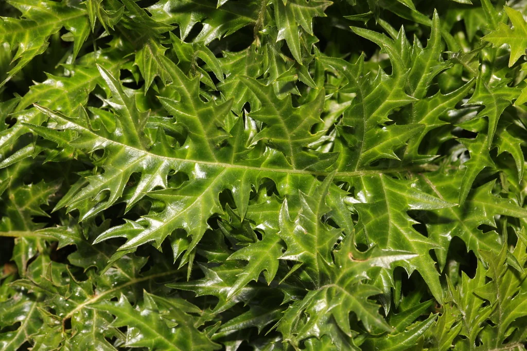 Acanthus Spinosus