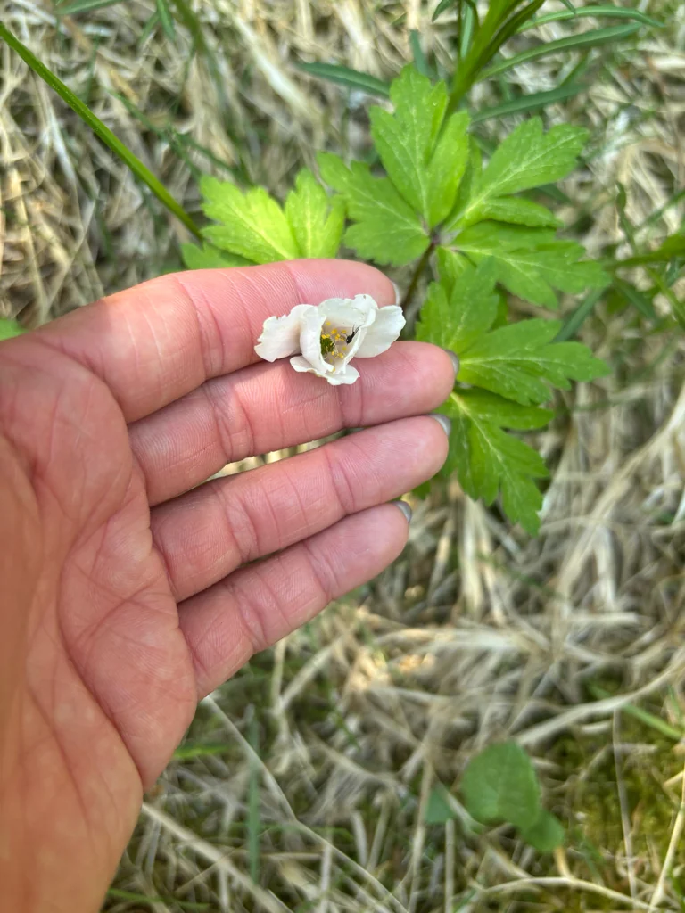 Anemone Nemorosa