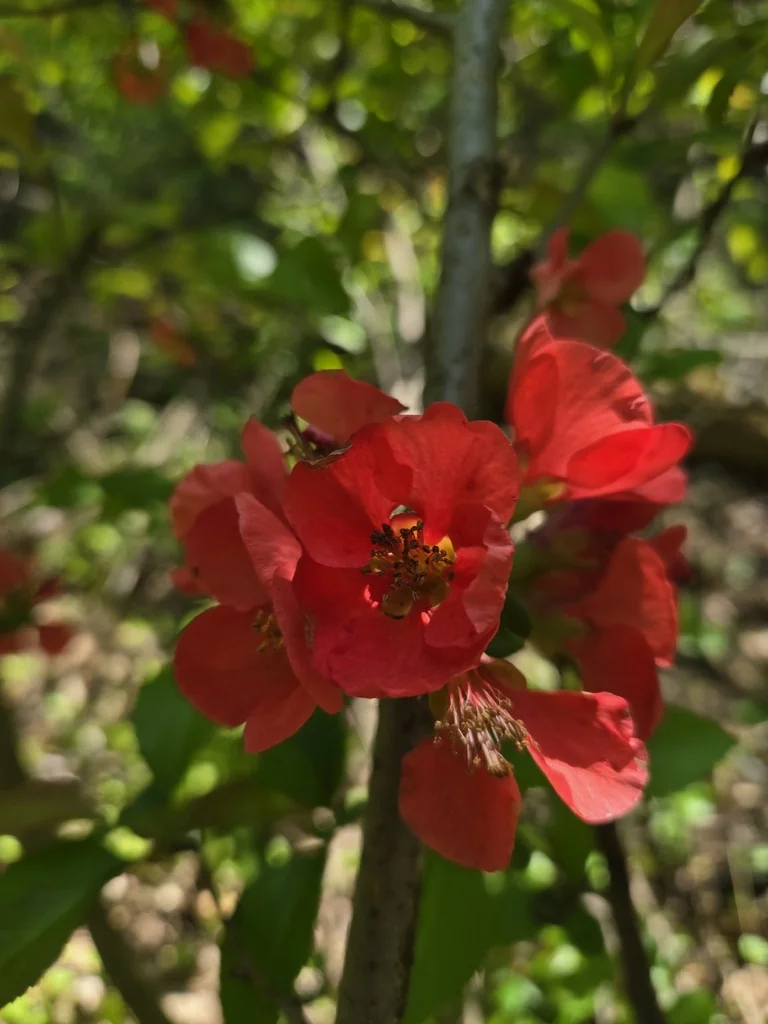 Chaenomeles speciosa