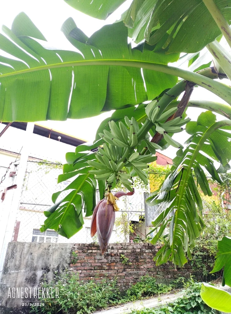 Musa X Paradisiaca