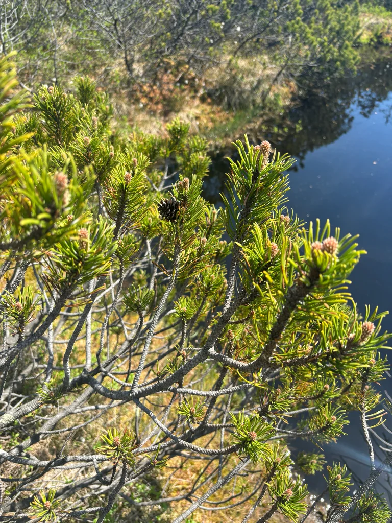 Pinus Mugo Mugo