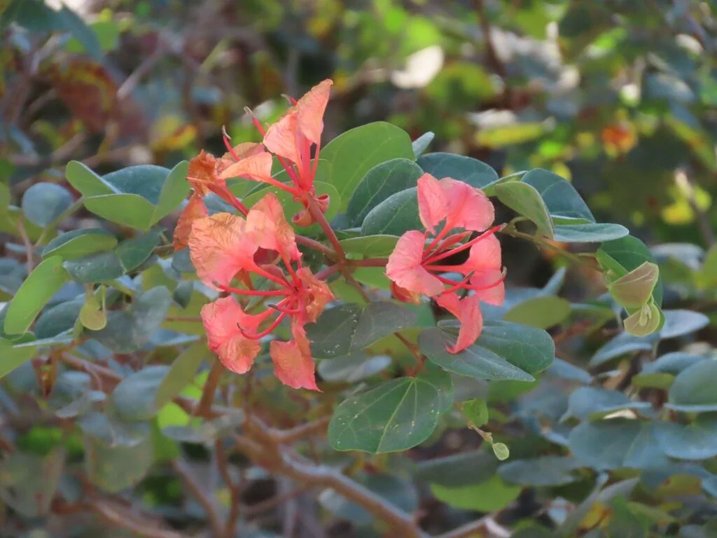 Bauhinia Galpinii