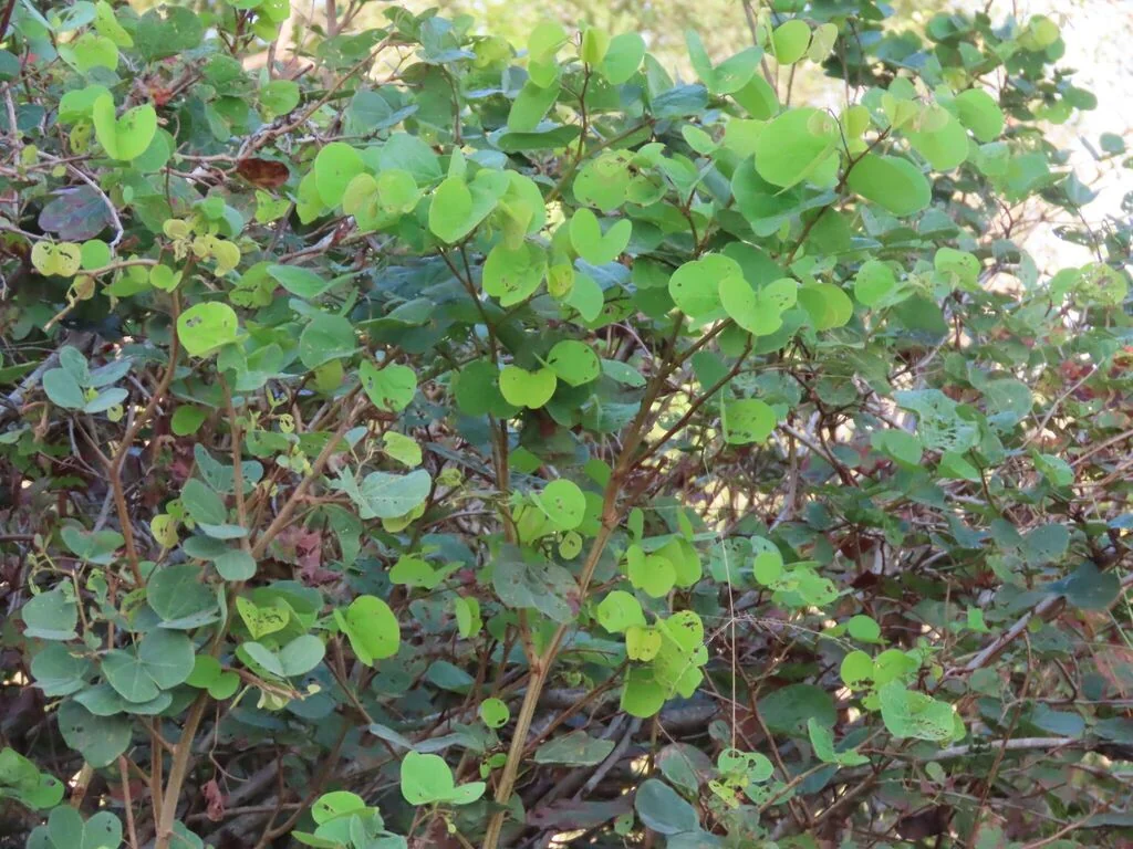 Bauhinia Galpinii