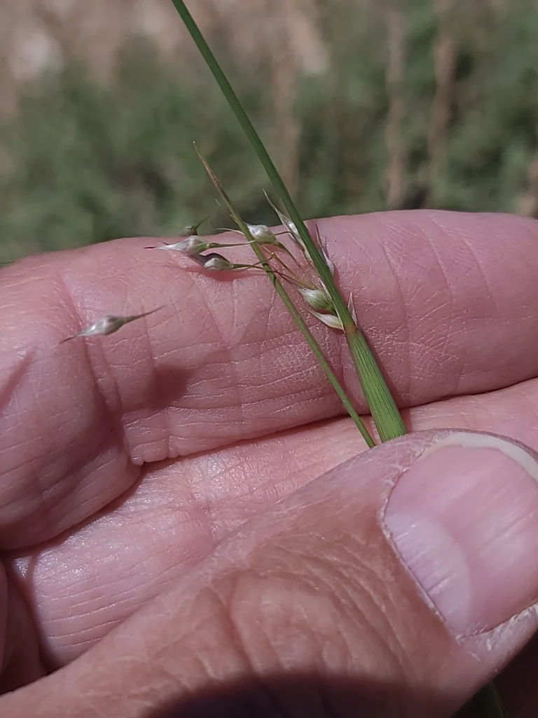 Achnatherum hymenoides