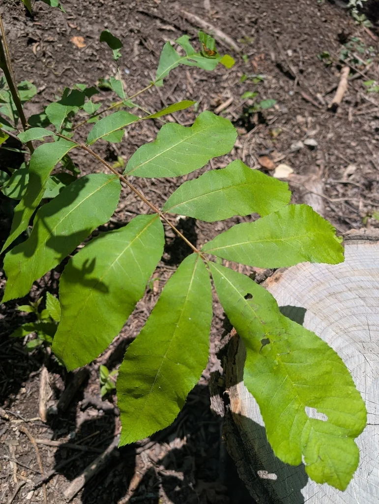 Carya illinoinensis