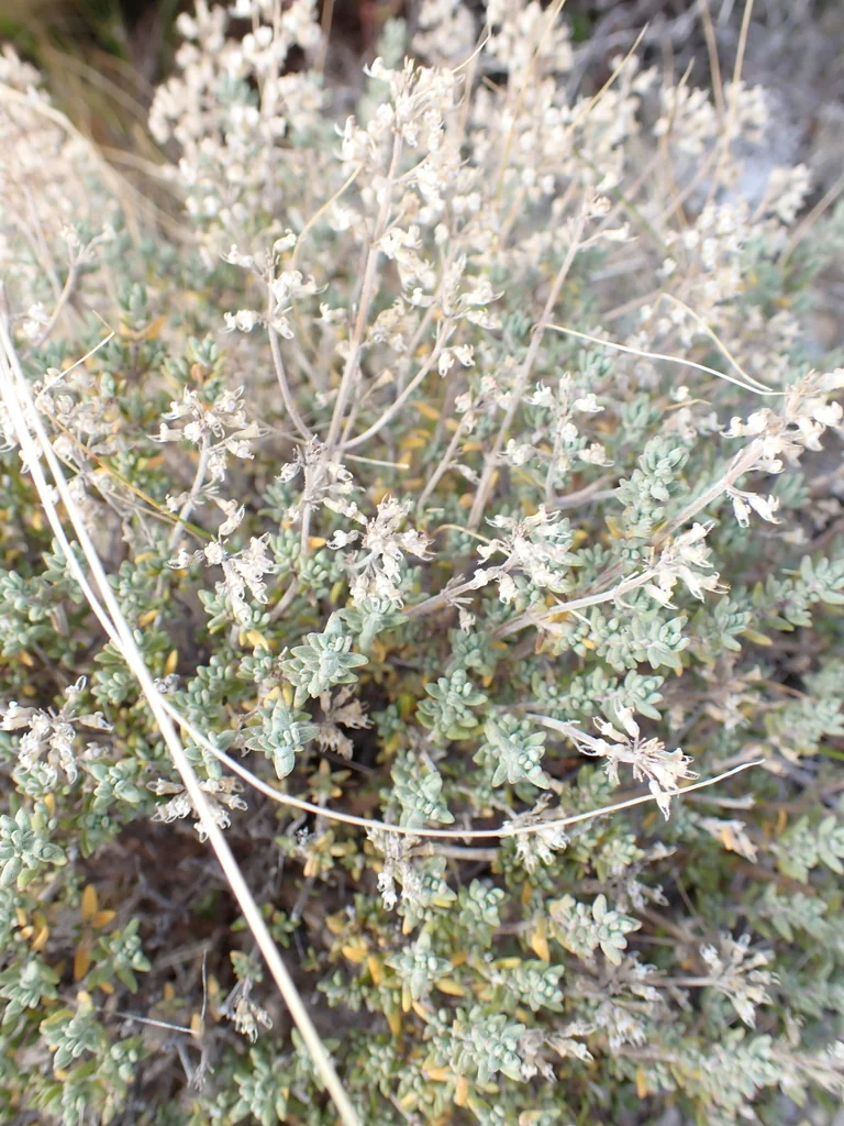 Thymus Vulgaris