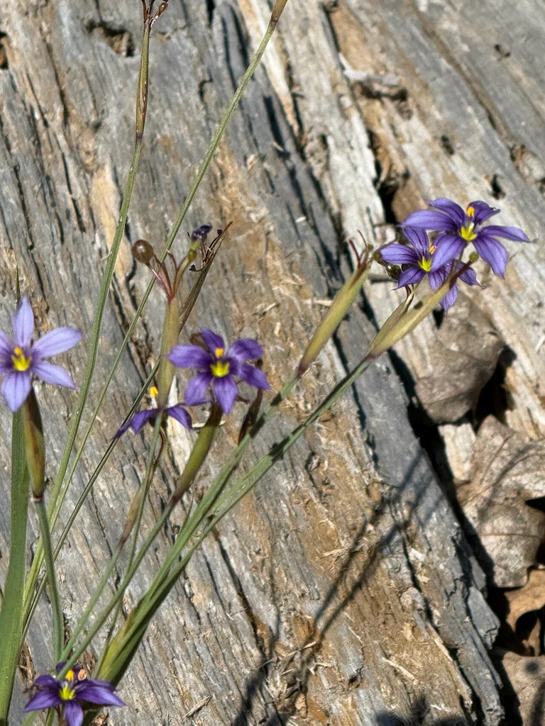Sisyrinchium Bellum