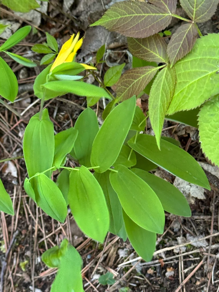 Uvularia grandiflora
