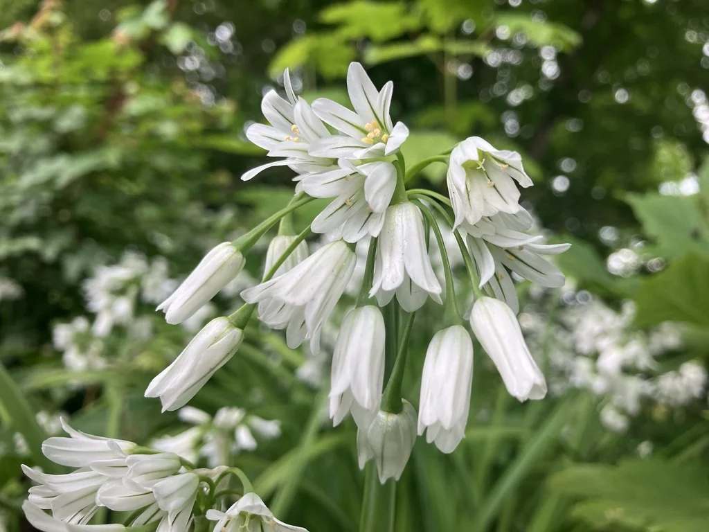 Allium Triquetrum