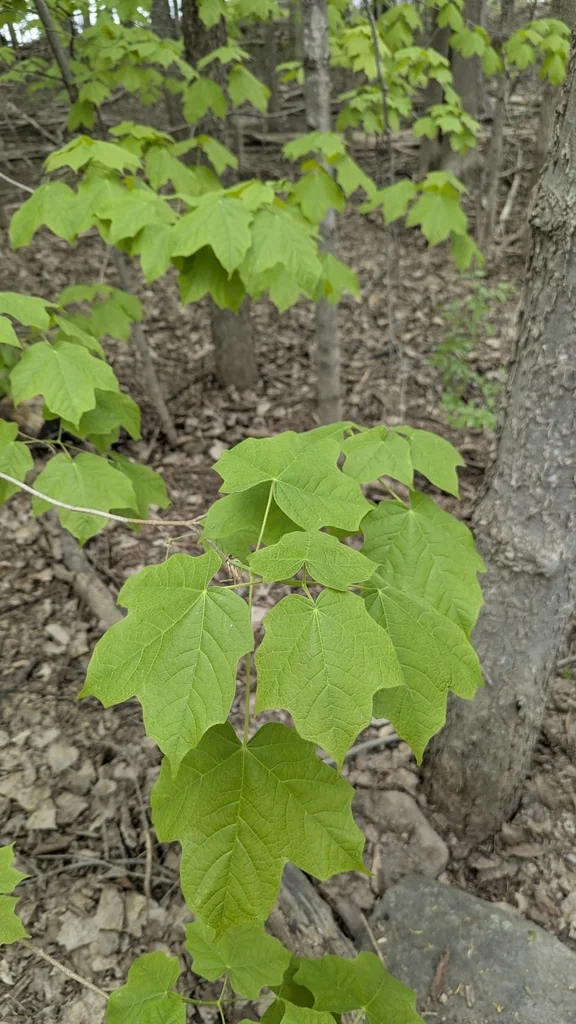 Acer Saccharum Subsp. Nigrum