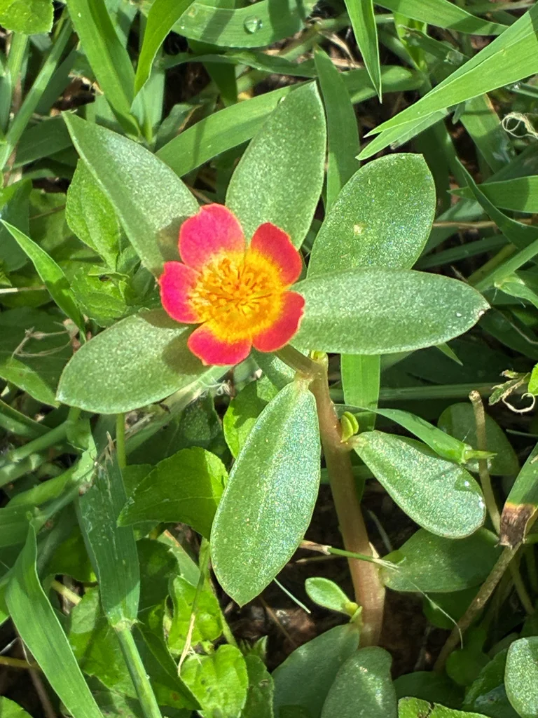Portulaca umbraticola
