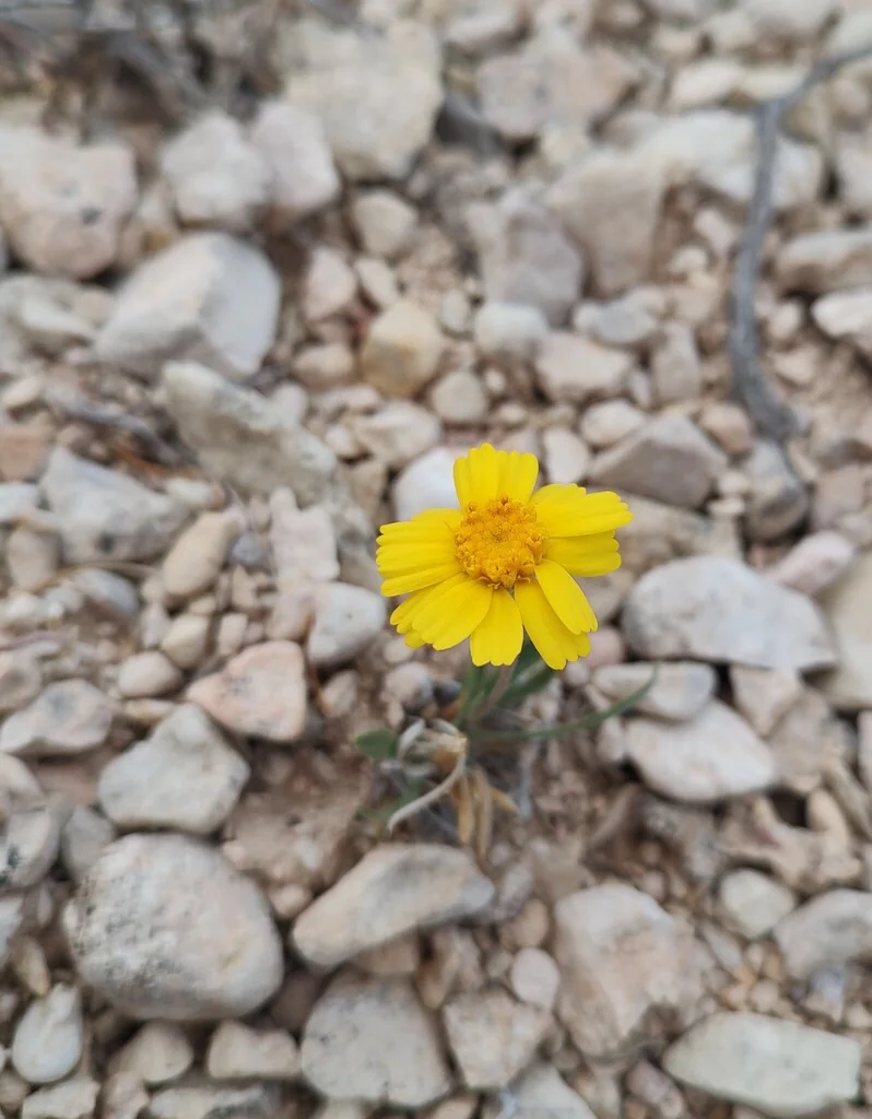 Tetraneuris Acaulis