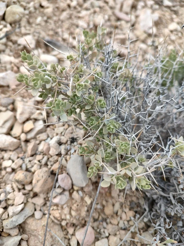 Atriplex Confertifolia