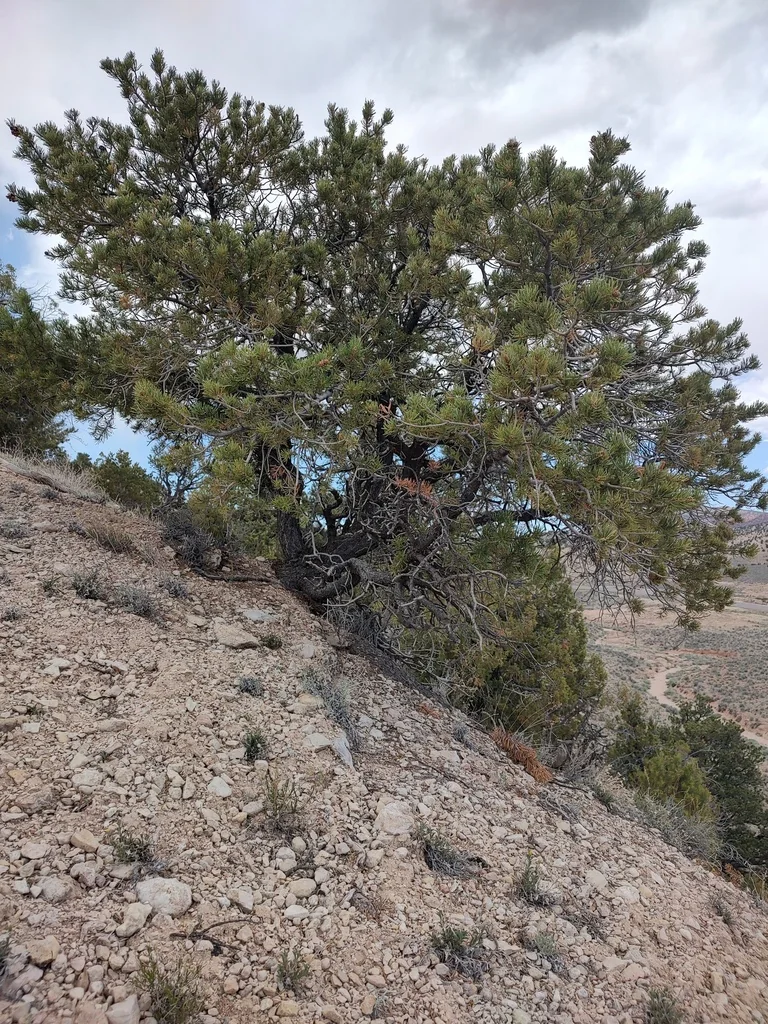 Pinus Edulis