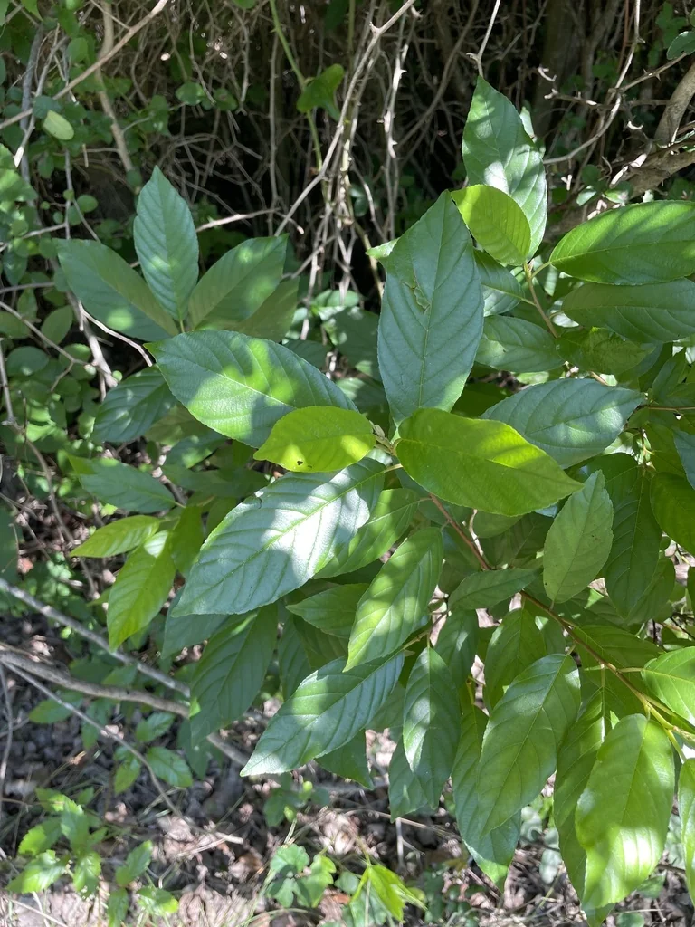 Rhamnus Caroliniana