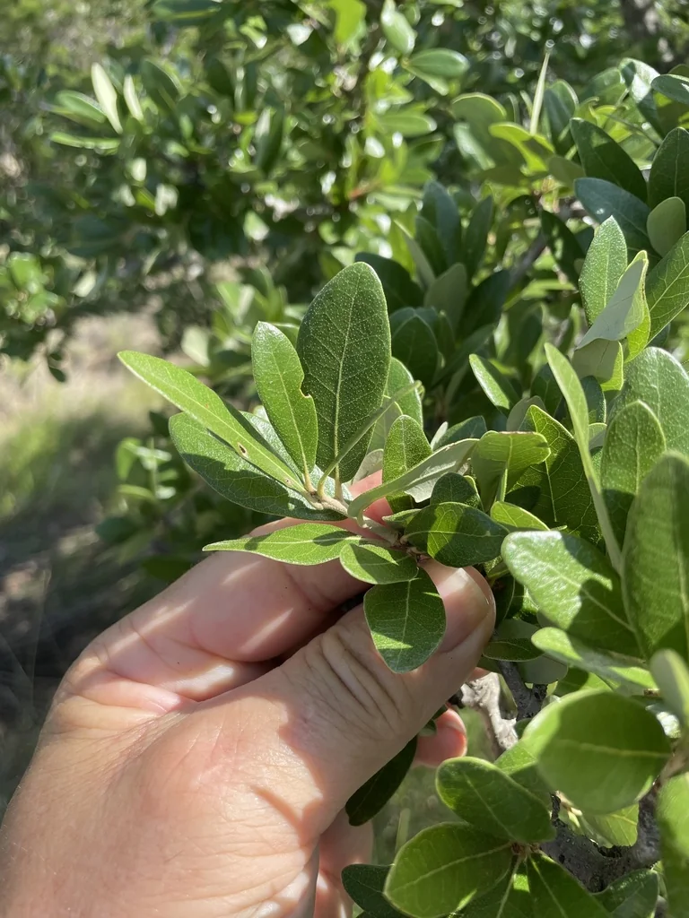Quercus Fusiformis