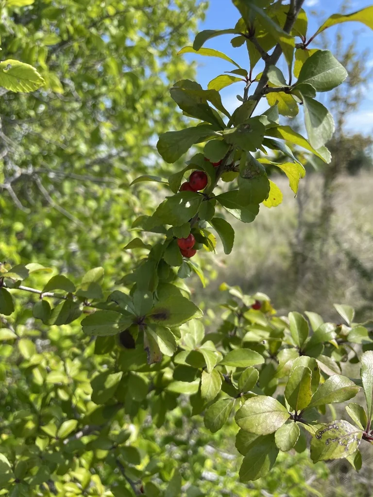 Ilex Decidua
