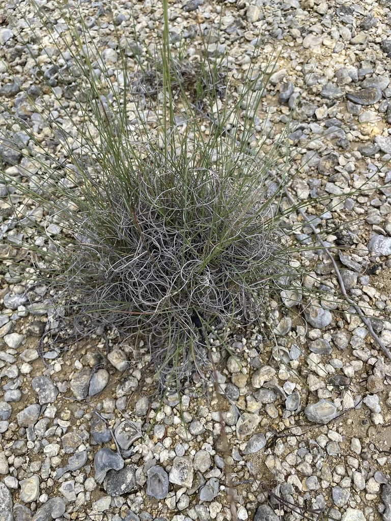 Aristida Purpurea