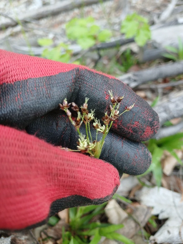Luzula Sylvatica