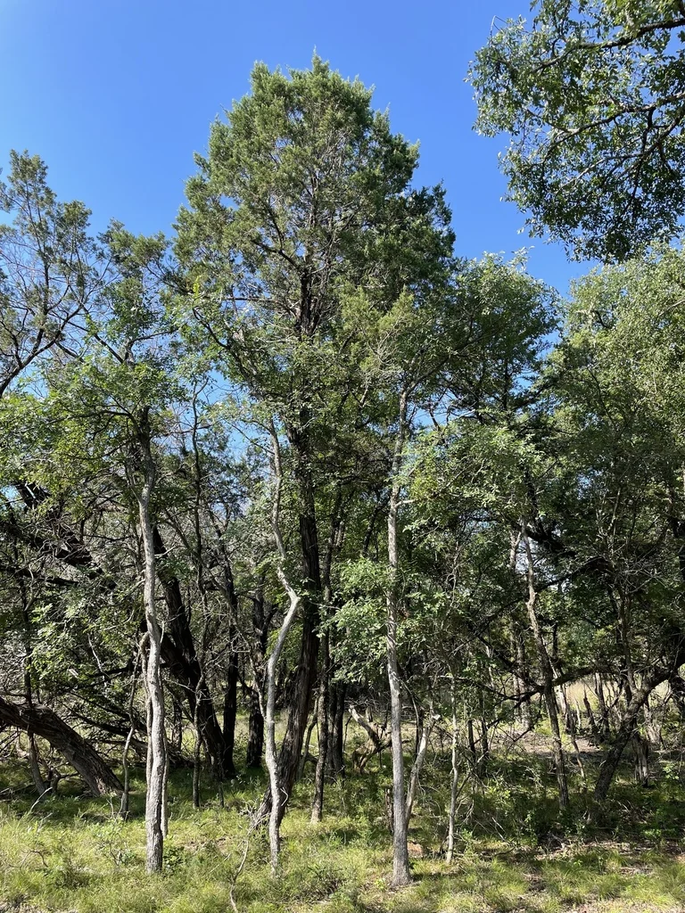 Juniperus Ashei