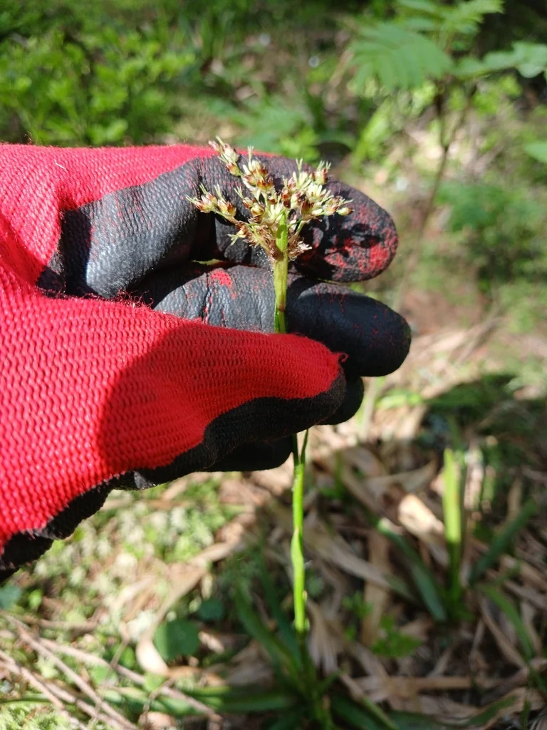 Luzula Sylvatica