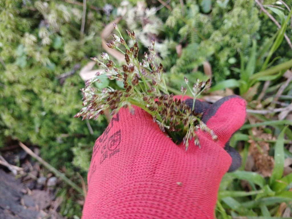 Luzula Sylvatica