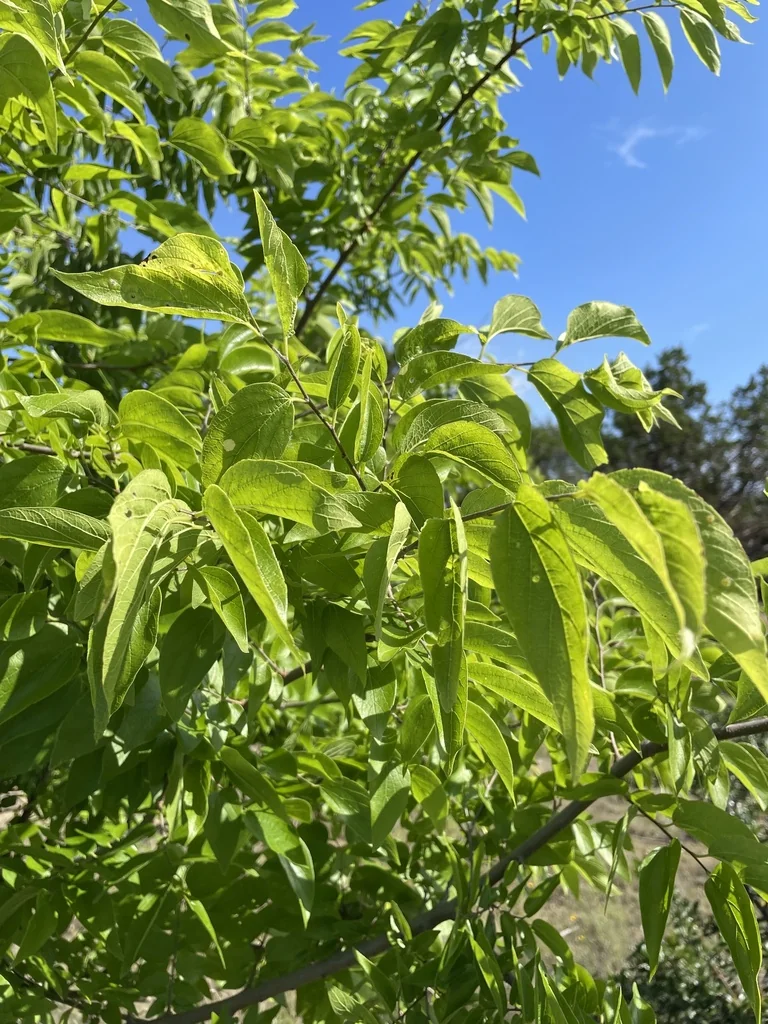 Celtis Laevigata