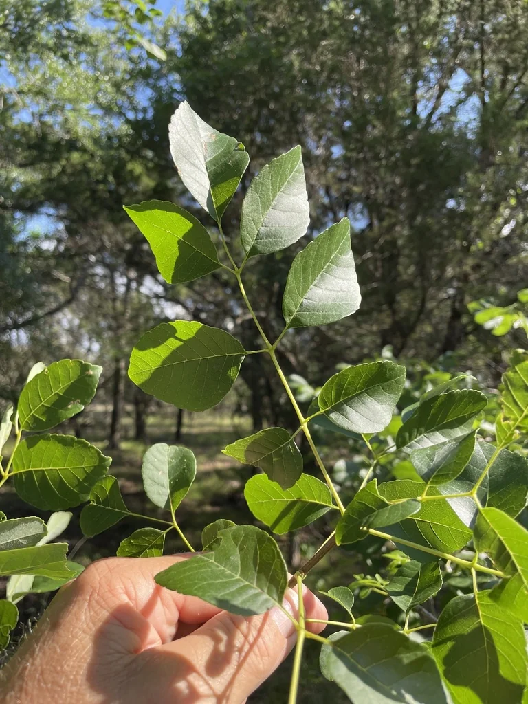 Fraxinus Texensis